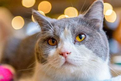 《真女神转生5》恶魔介绍：日本草之神鹿屋野比卖神